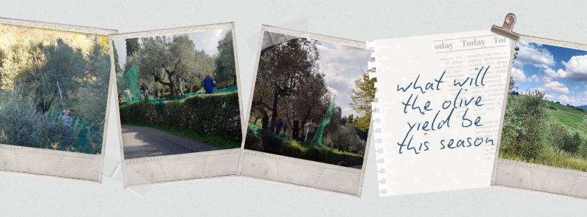 what will the olive yield be this season